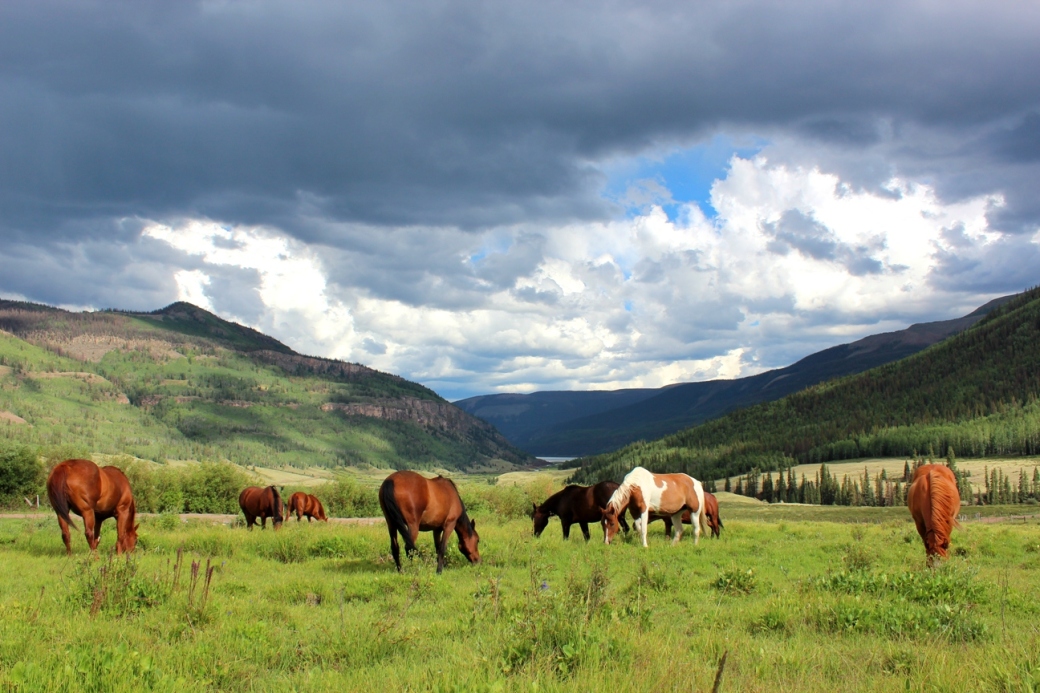 horses on pasture in between storms