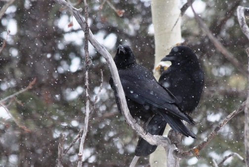 crows in snow